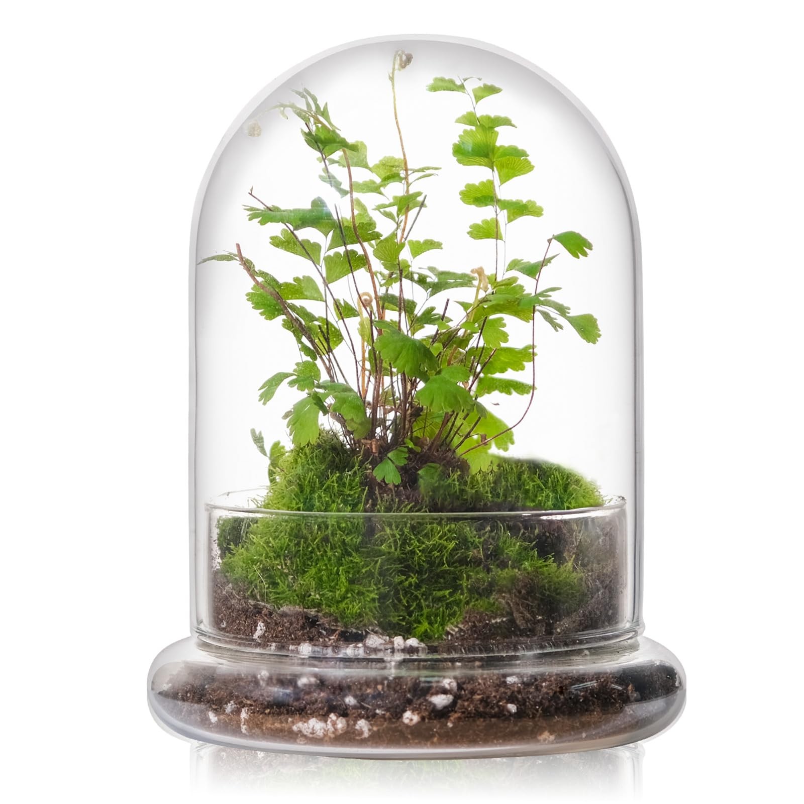 6 Inch Glass Cloche Terrarium with Base for Indoor Plants and Home Decor clear