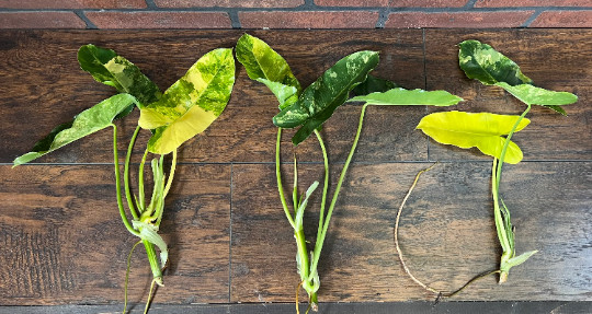 Variegated Burle Marx Philodendron Cutting | Air Roots w/ Nodes | House Plant