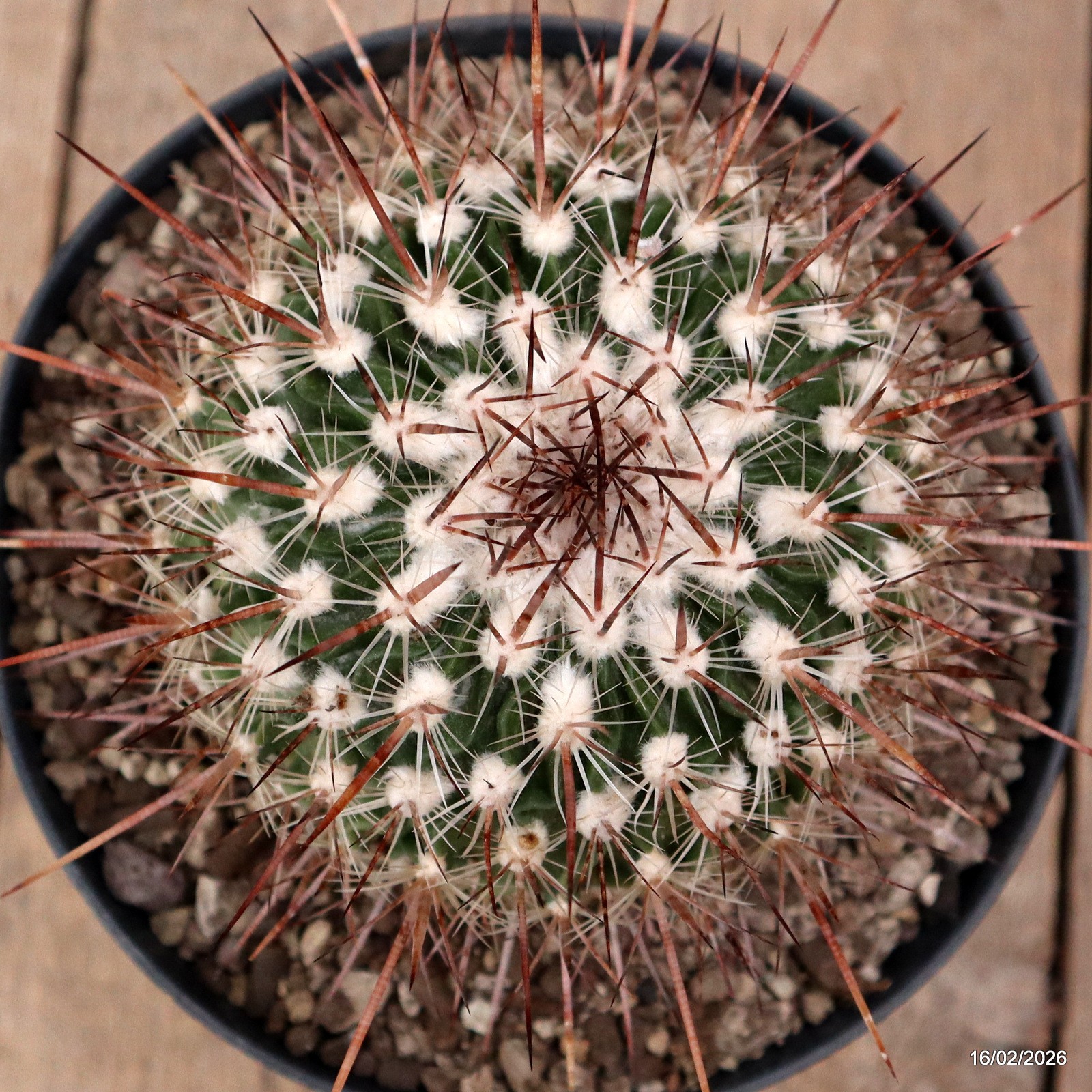 D7782 ECHINOFOSSULOCACTUS ZACATECASENSIS pot18-H10-W11,5 cm MaMa Cactus