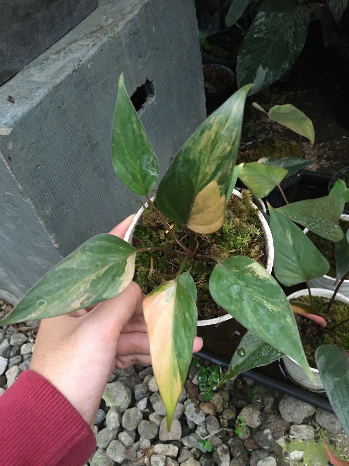 Homalomena Pink Diamond – Rare Pink Variegated Live Plant Grow in Pot