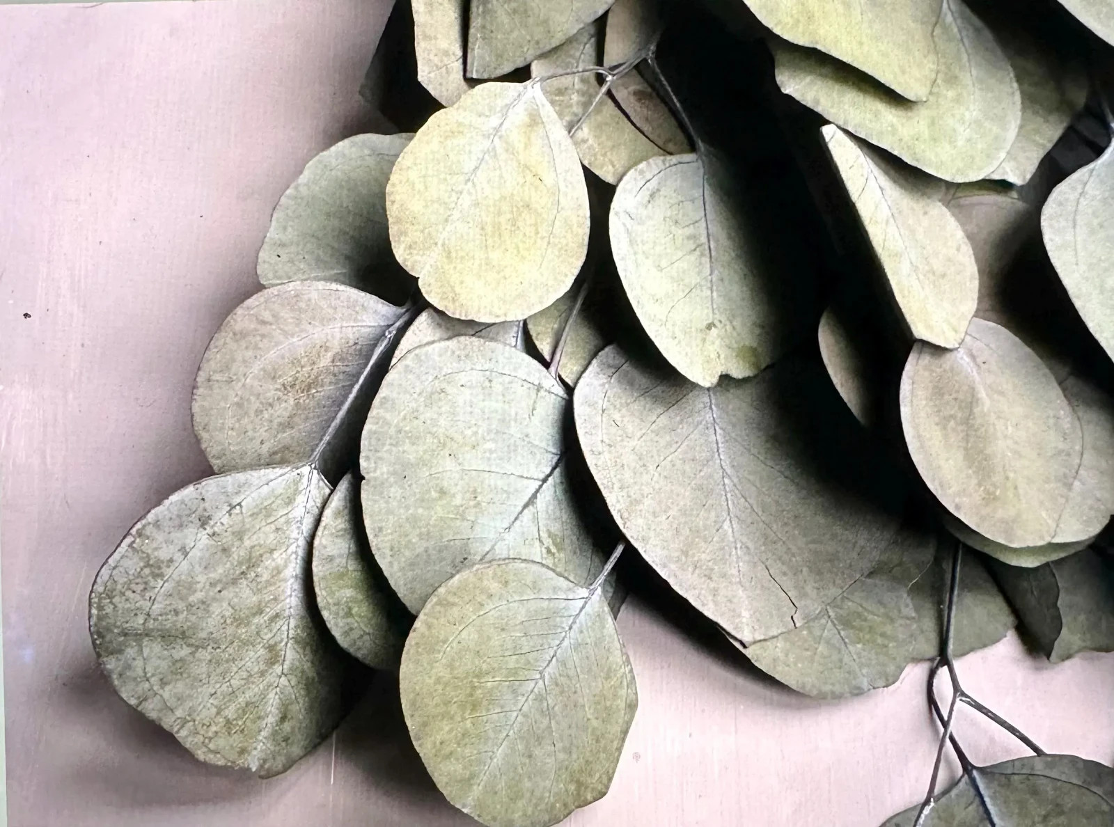 Silver Dollar Eucalyptus Stems, Dried Flowers, 10 Dry Eucalyptus Flower Stems