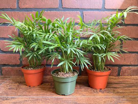 Parlor Palm in 4″ Pot – Chamaedorea elegans – Neanthe bella | Live plant