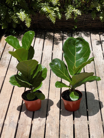 FICUS LYRATA Large Leaf Fig 6″ Pot| LIVE Indoor & Outdoor Tropical House Plant