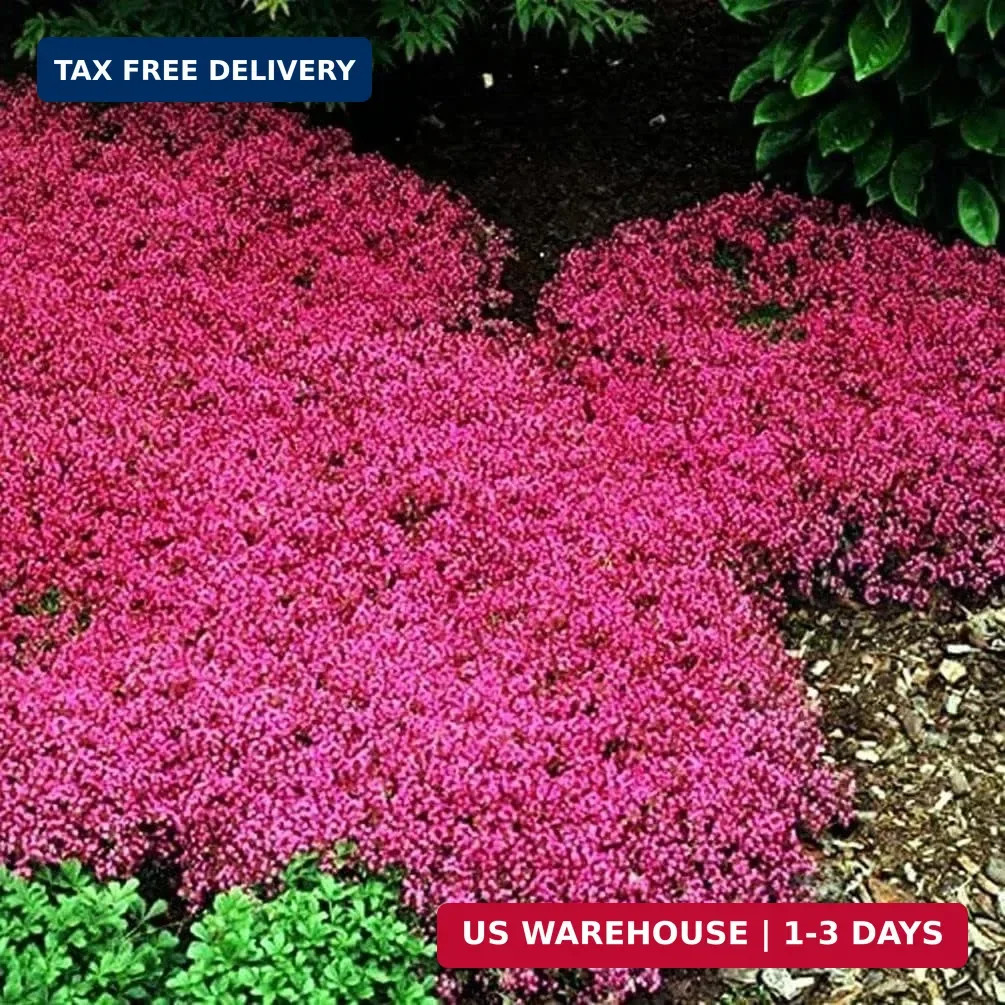 Thyme Seeds 2000 Mix Red Creeping Seeds Wooly Thymus Perennial Flower