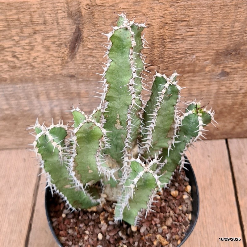 D6468 EUPHORBIA POLYACANTHA pot14-H20-W16 cm MaMa Cactus