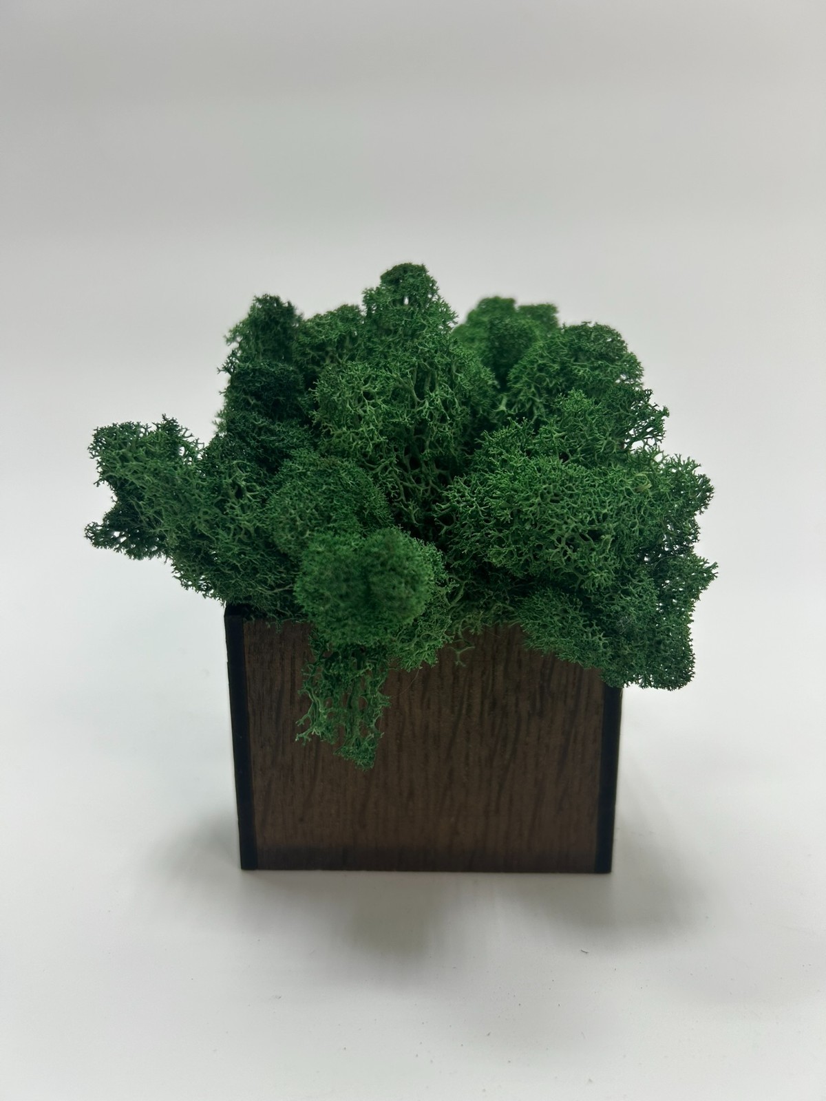 Handmade Wooden Moss House | Natural Eco Home Decor | Stabilized Moss Mini House