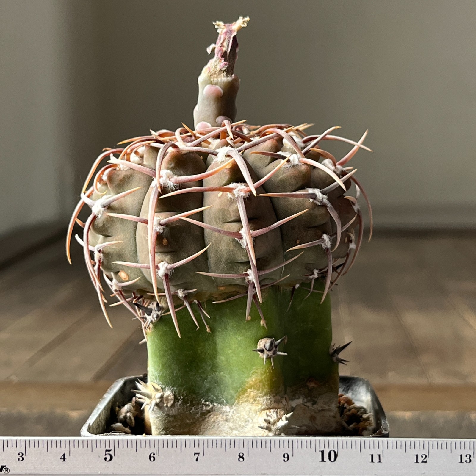 A25-2095 Gymnocalycium vatteri v. altautinense, grafted