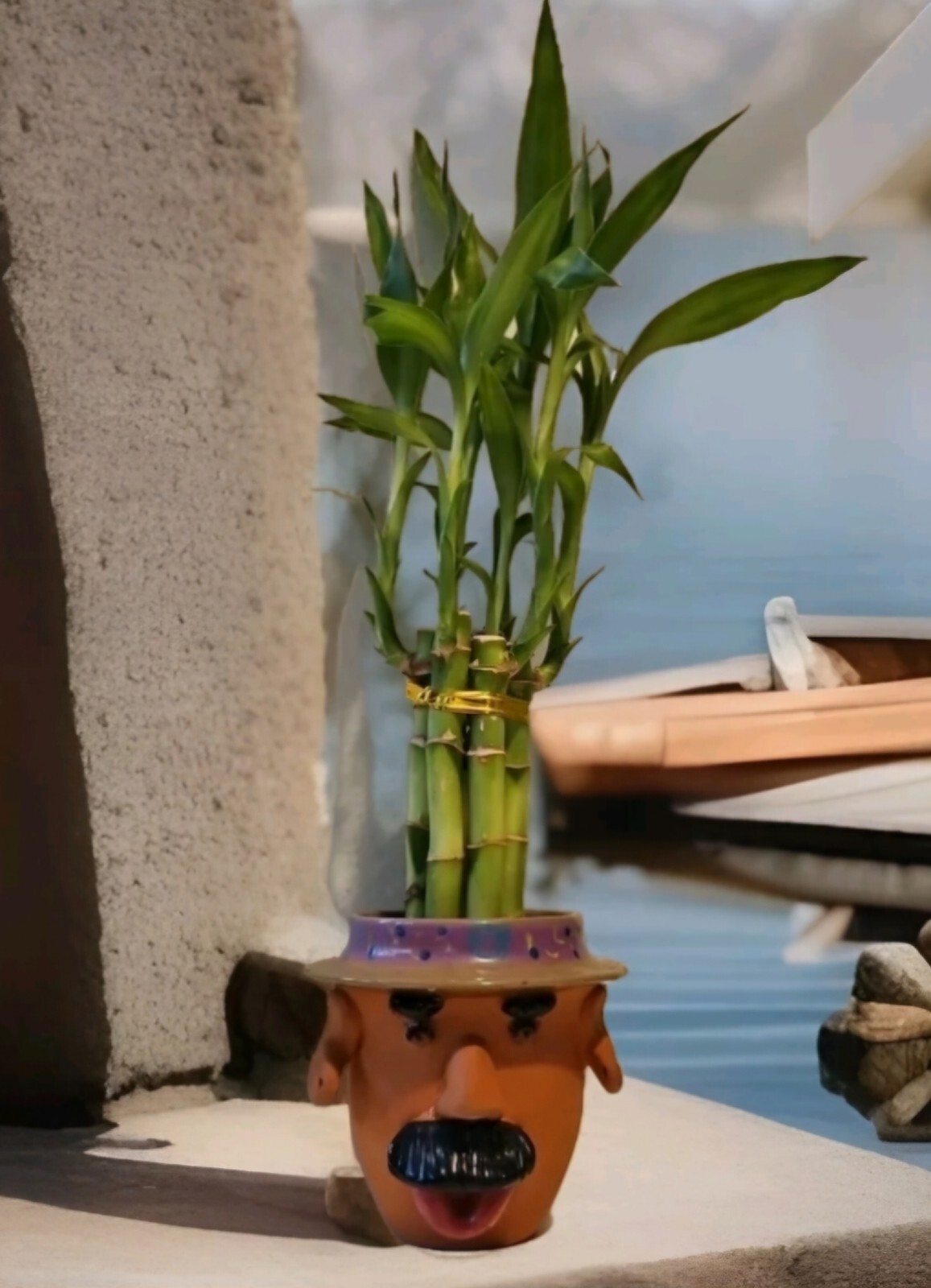 Lucky Bamboo Plants 6×8″, Ideal Unique, Cute Gift, Indoor Perennial