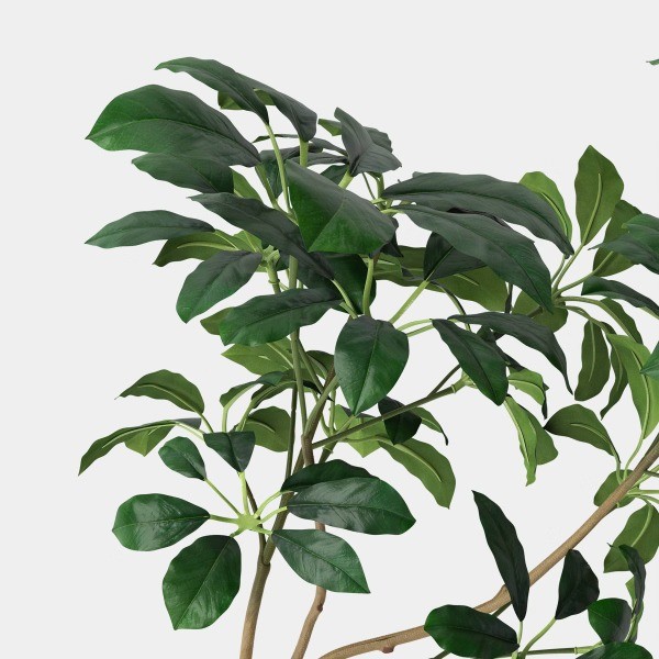 Schefflera Leaf Branch – Threshold