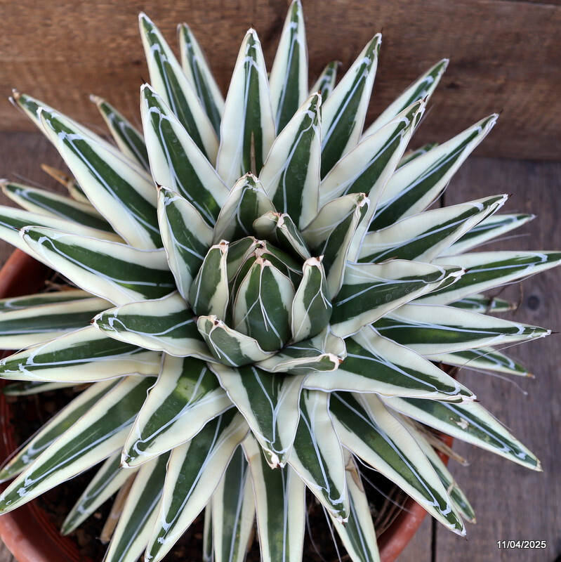D2029 AGAVE REGINAE VICTORIAE WHITE RHINO VERY OLD pot35-H27-W41 cm MaMa Cactus