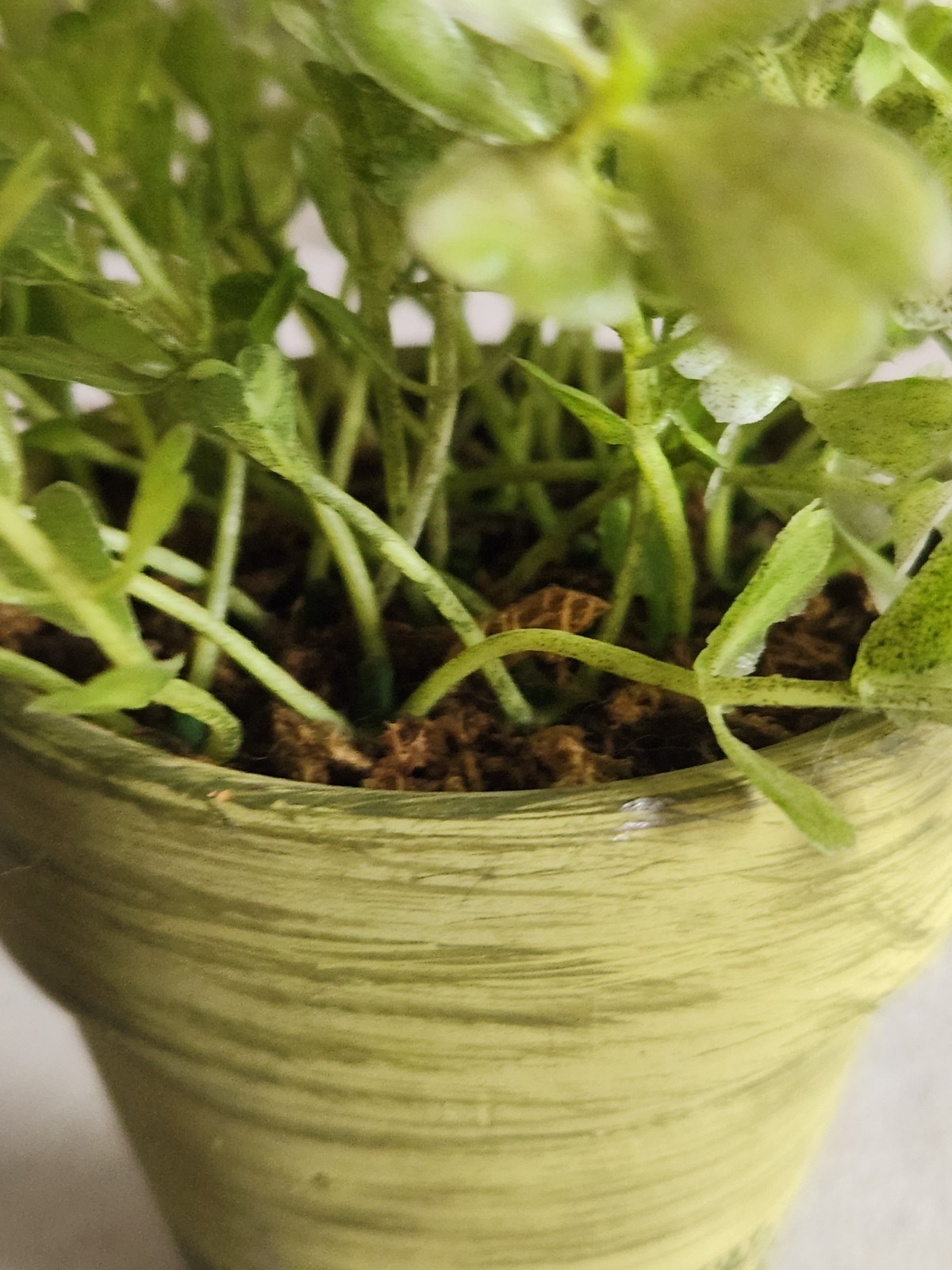 Small Green Ceramic Flower Pot with Artificial Baby Tear Plant • Pot 3⅜” Tall