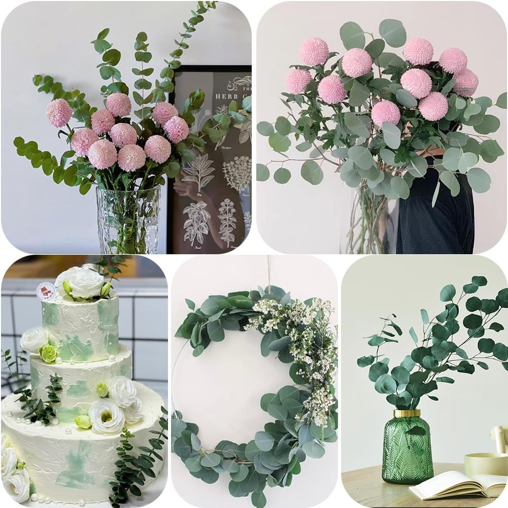 Dried Eucalyptus Stems 24pcs 17” Silver Dollar & Large Leaves for Shower – Spa