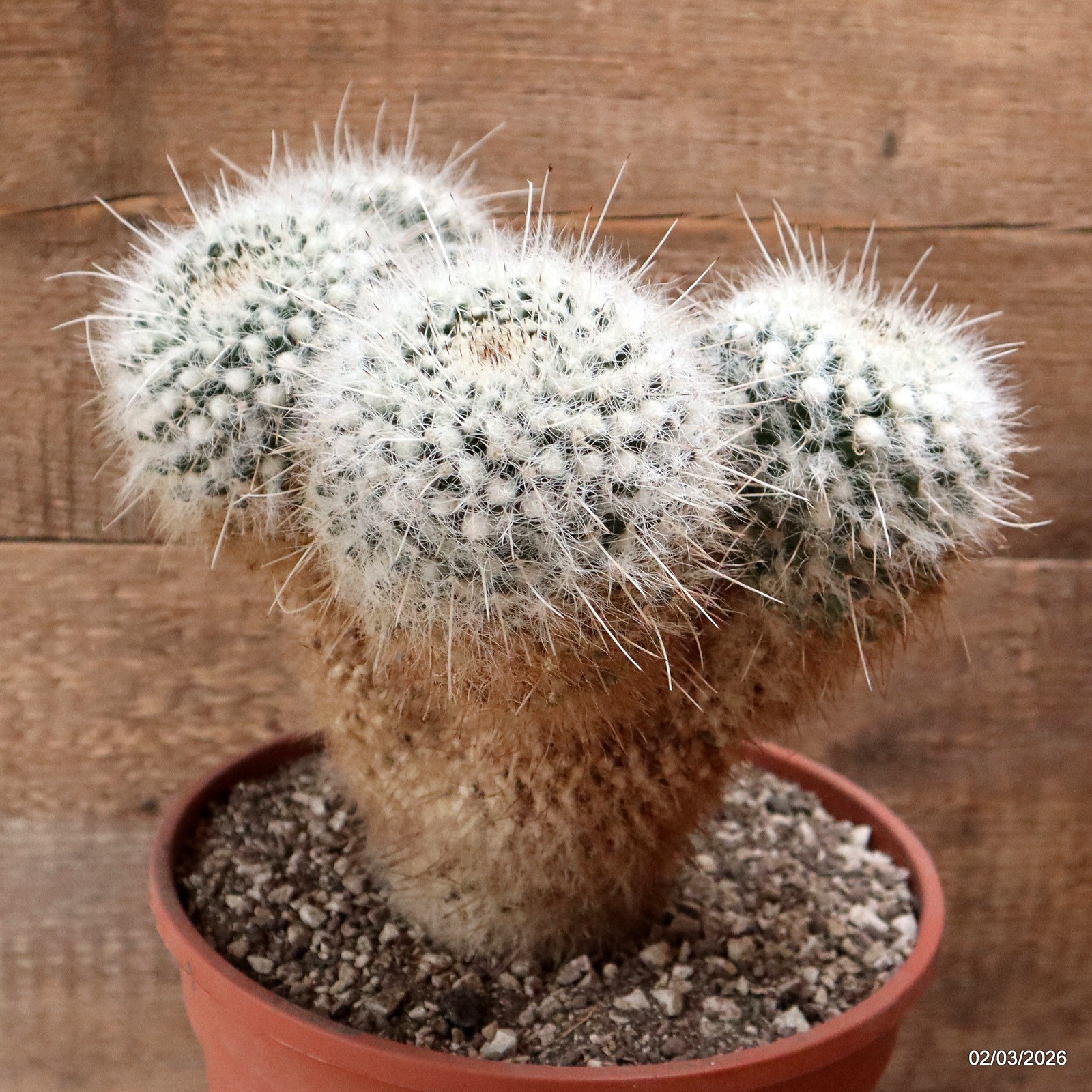 D7929 MAMMILLARIA NEJAPENSIS pot22-H24-W23 cm MaMa Cactus