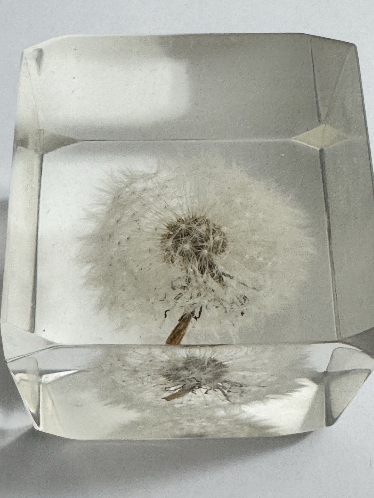 Sola Cube LUNARIA ANNUA 5cm Dandelion Acrylic Resin Flower Japan Paperweight