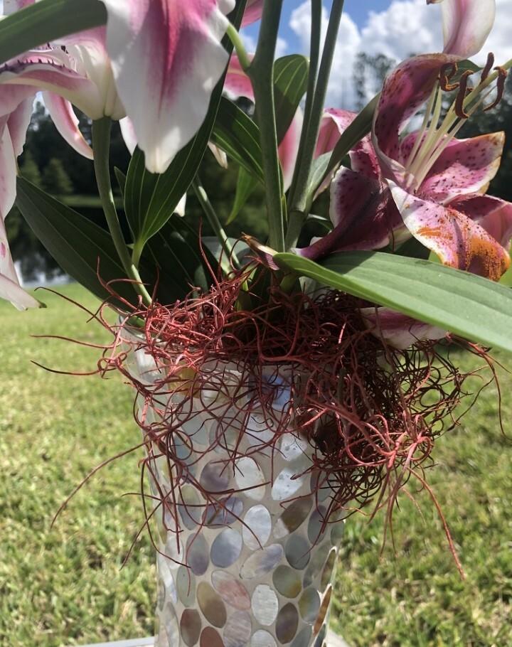 1 Gallon Bag Real Fresh Dried BLUE Spanish Moss for Craft Basket. Garden Craft