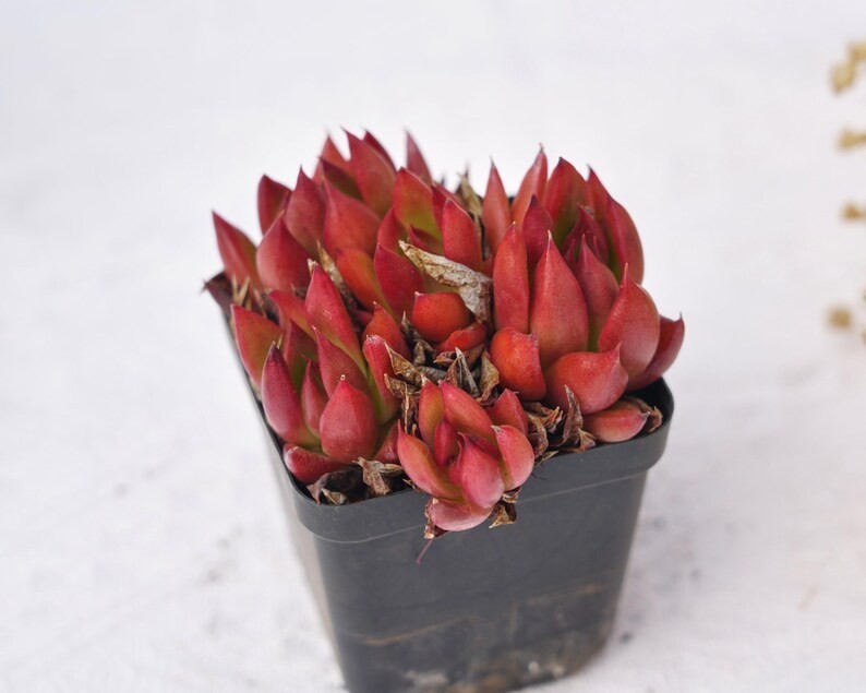 Live Aeonium Succulent Plants 2-4 Inch Fully Rooted in Pots with Soil Home Decor