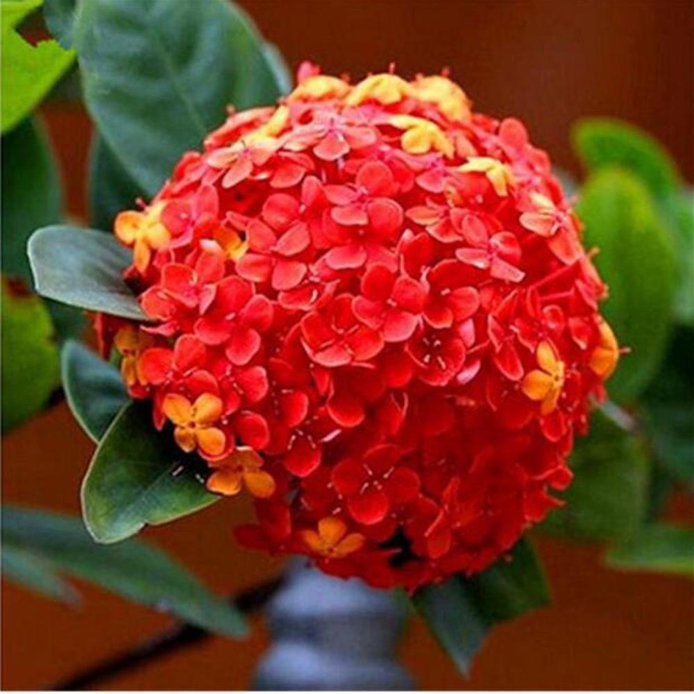 (10) HYDRANGEA SEEDS rare exotic flower bloom garden plant USA SELLER W/TRACK