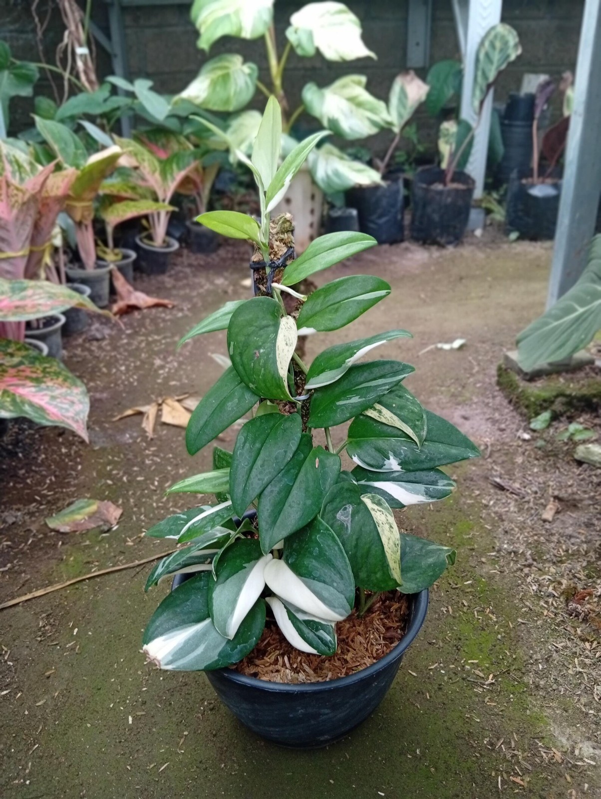 Real Picture Scindapsus Hederaceus Blue Albo Variegated Rare Plant