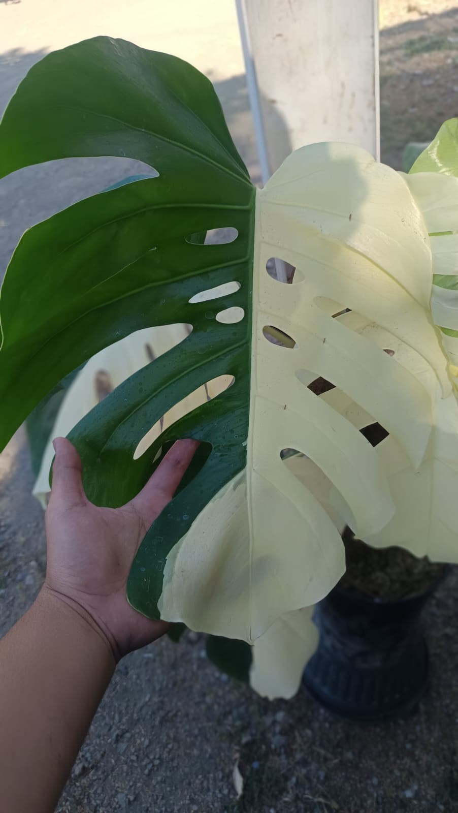 Real Picture Monstera KIng Albo Halfmoon Variegated Big Size 7 Leaves