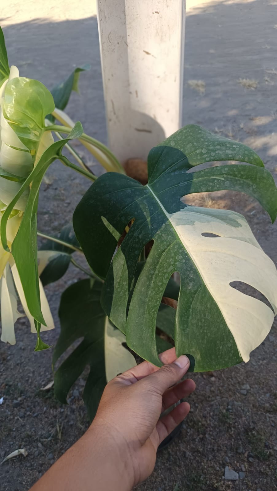 Real Picture Monstera KIng Albo Halfmoon Variegated Big Size 7 Leaves