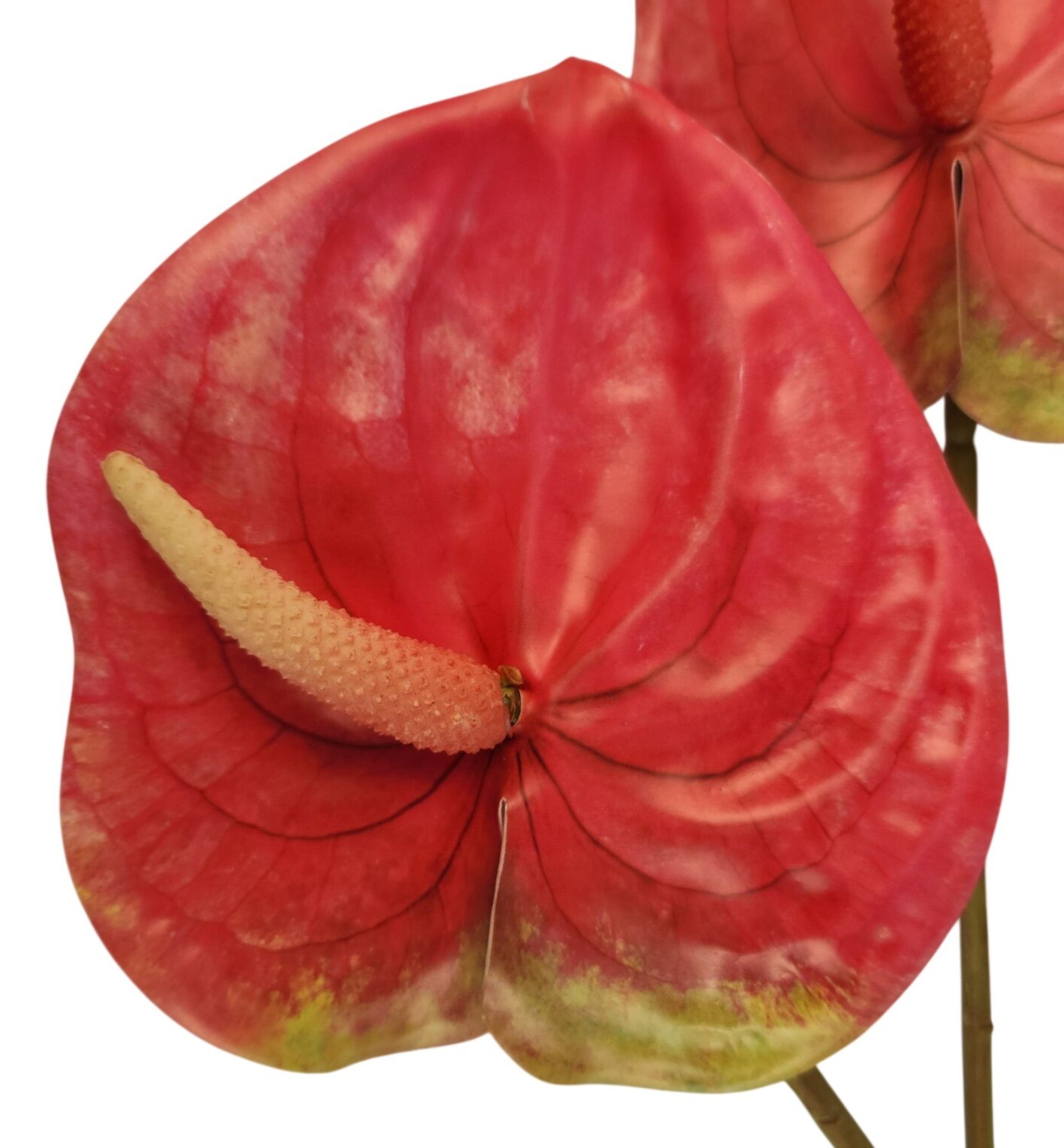 Pink Artificial Anthurium Stems Set of 3, 23 Inch Faux Modern Tropical Decor