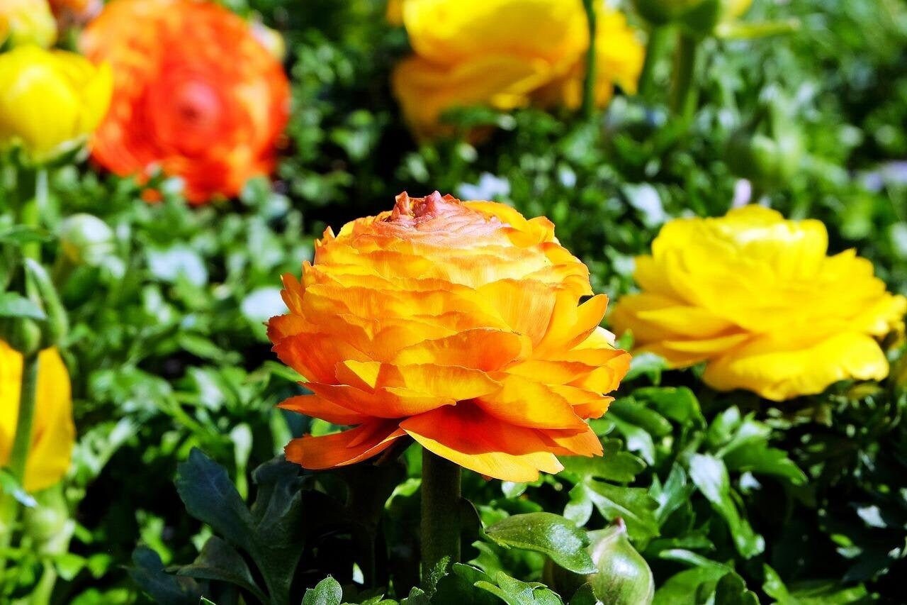 Ranunculus asiaticus ‘Tecolote Sunset’ Persian Buttercup Bulbs Tubers Deer &