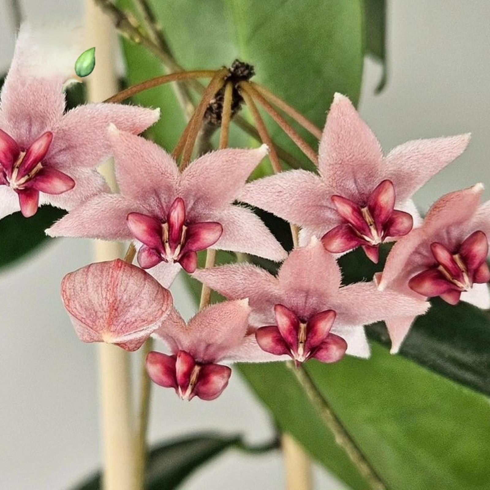 Hoya Piestolepis Sp Papua Rare Plant