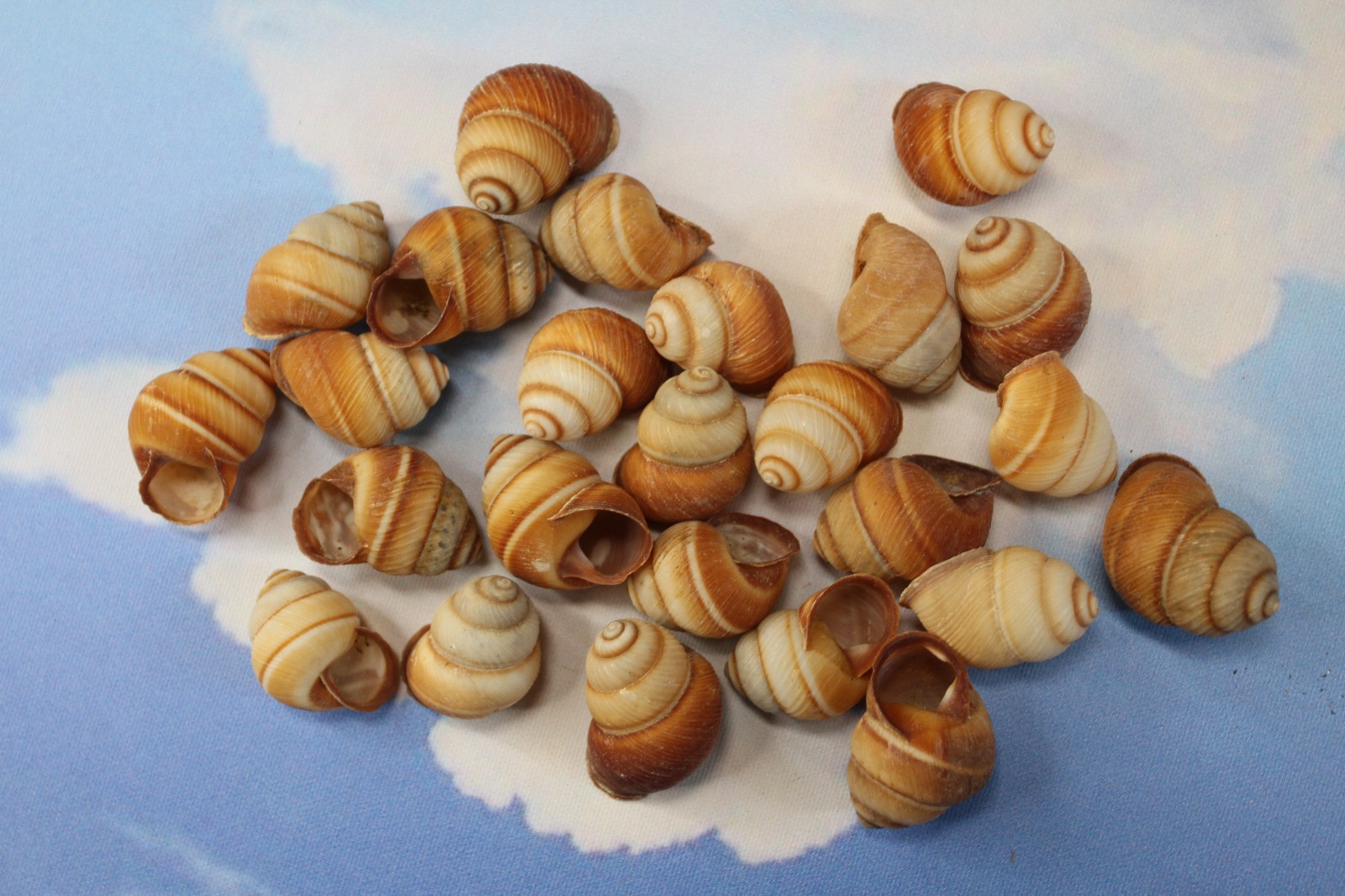 BROWN LAND SNAILS,Craft Supply,Mosaic projects, Beach Decor,Beach Art,SS-588