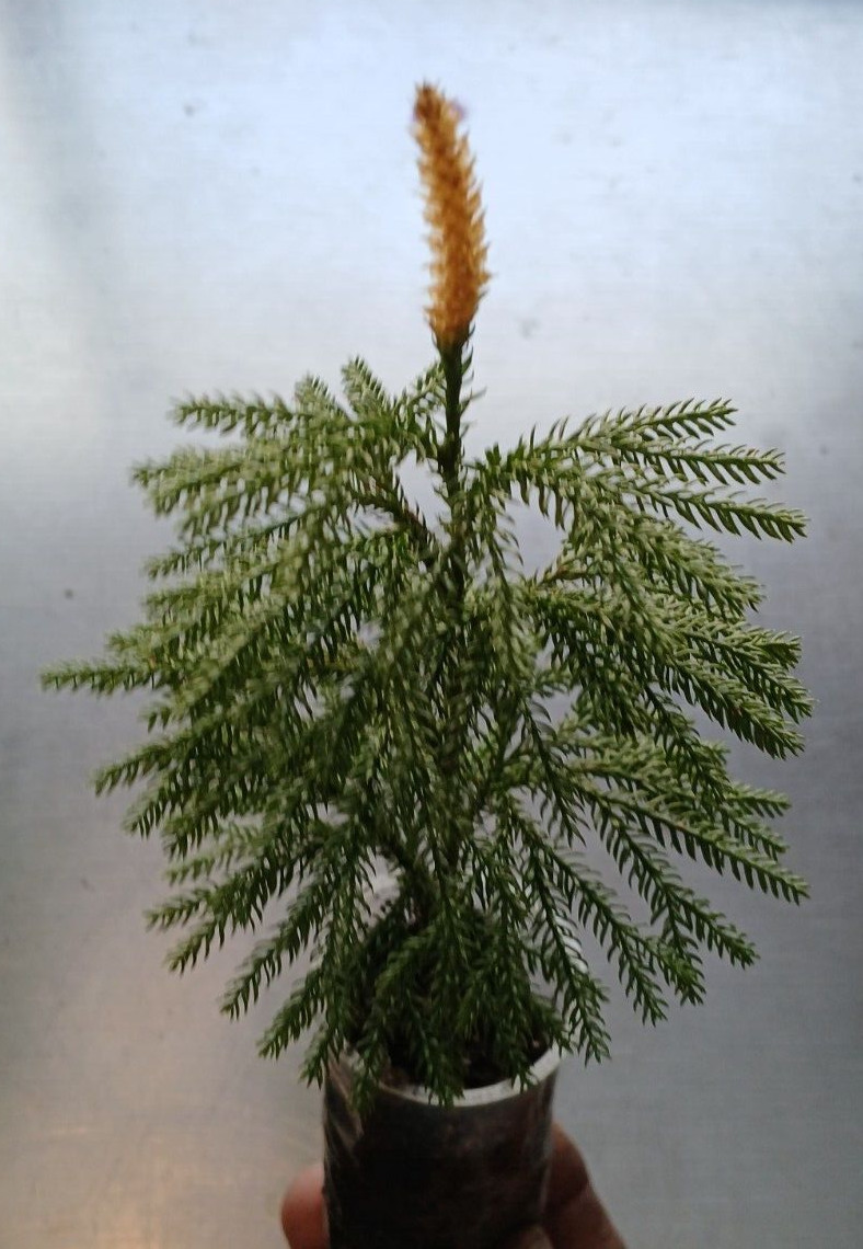 3 x Princess Pine LIVE STARTER PLANT 🪴 Christmas Wreath plants