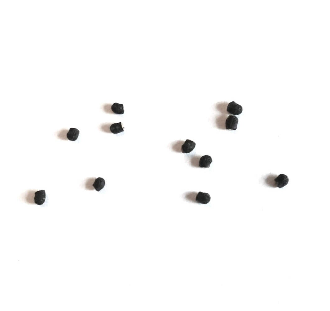 Echinopsis eyriesii SEEDS – Rare Cactus SEEDS