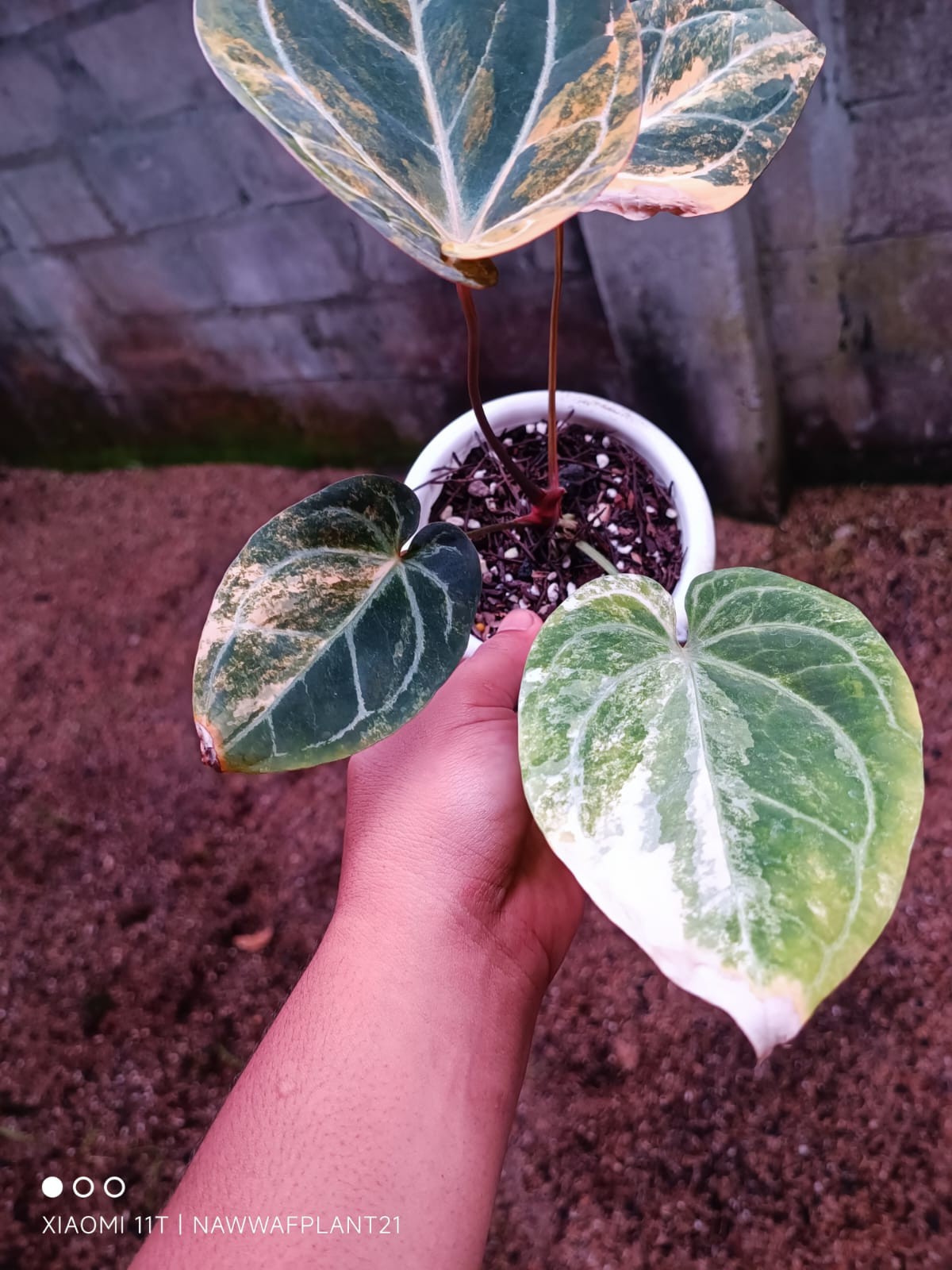 Anthurium Megatron x Anthurium Domino Variegated Real Plant $960
