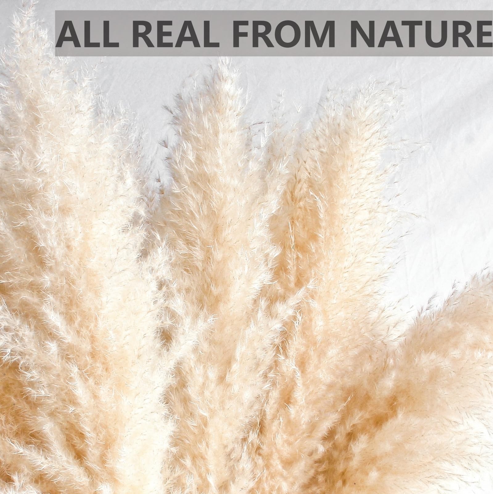 10 Stems 30″ inch Dried Pampas Grass Decor Tall, Large Pompas Grass, Boho Neu…
