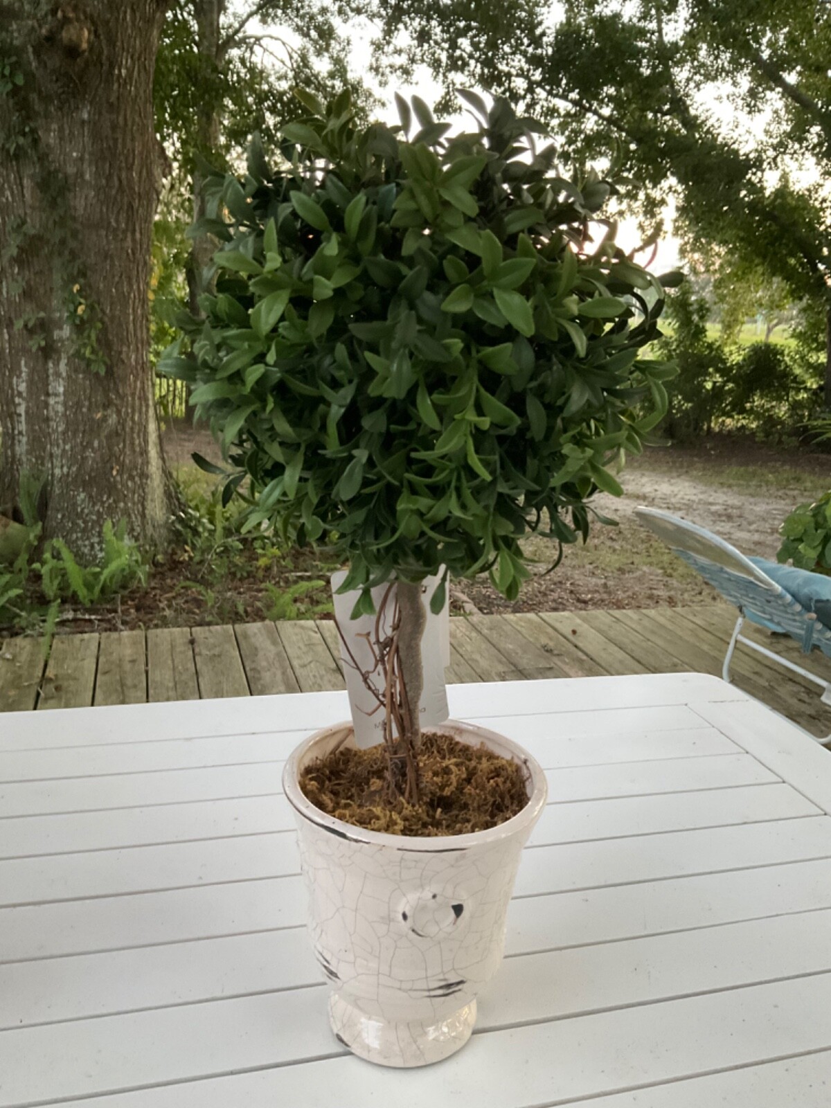 2 Artificial Plant Boxwood Topiary Tree Ball Shaped Distressed Ceramic Pot