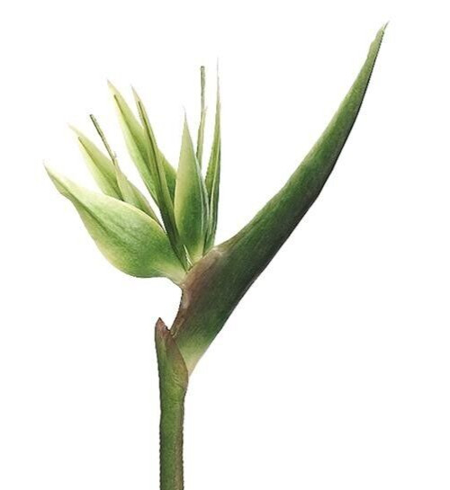 31″ bird of paradise tropical stem. Silk flower floral arrangements GREEN