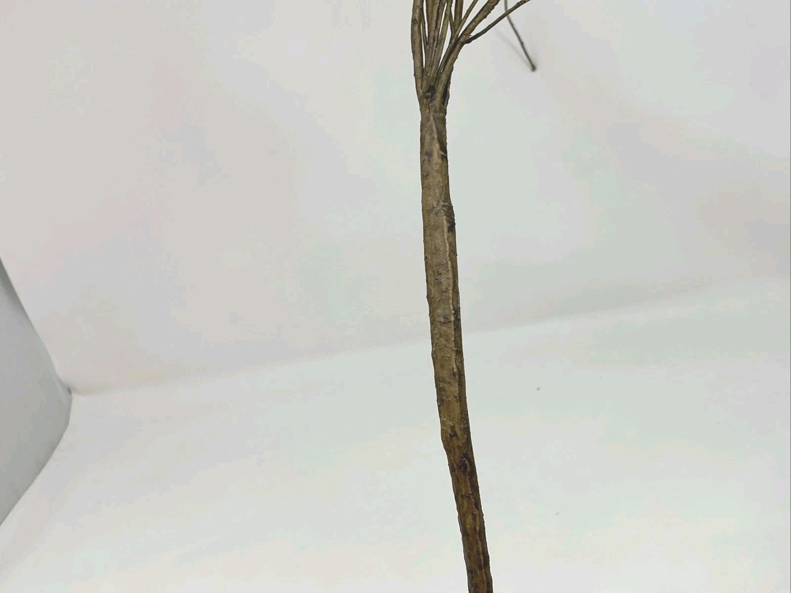 Winward Silks Japanese Zelkova 40” Long Natural Vase Basket Filler 1 Pick NOS