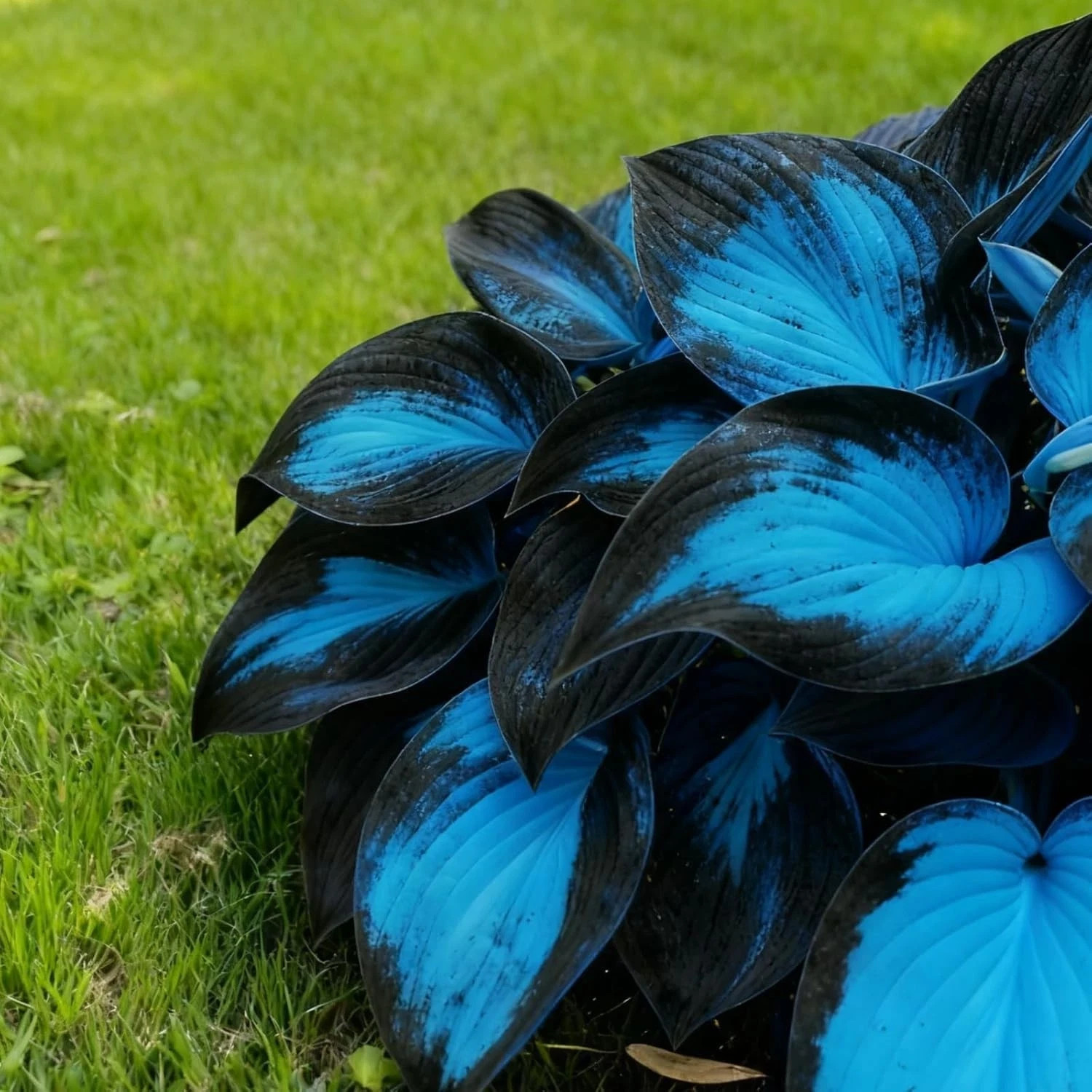 Hosta Seeds, 200+ Blue Purple Red Hosta Seeds, Multi-Use Landscaping, Perennial.