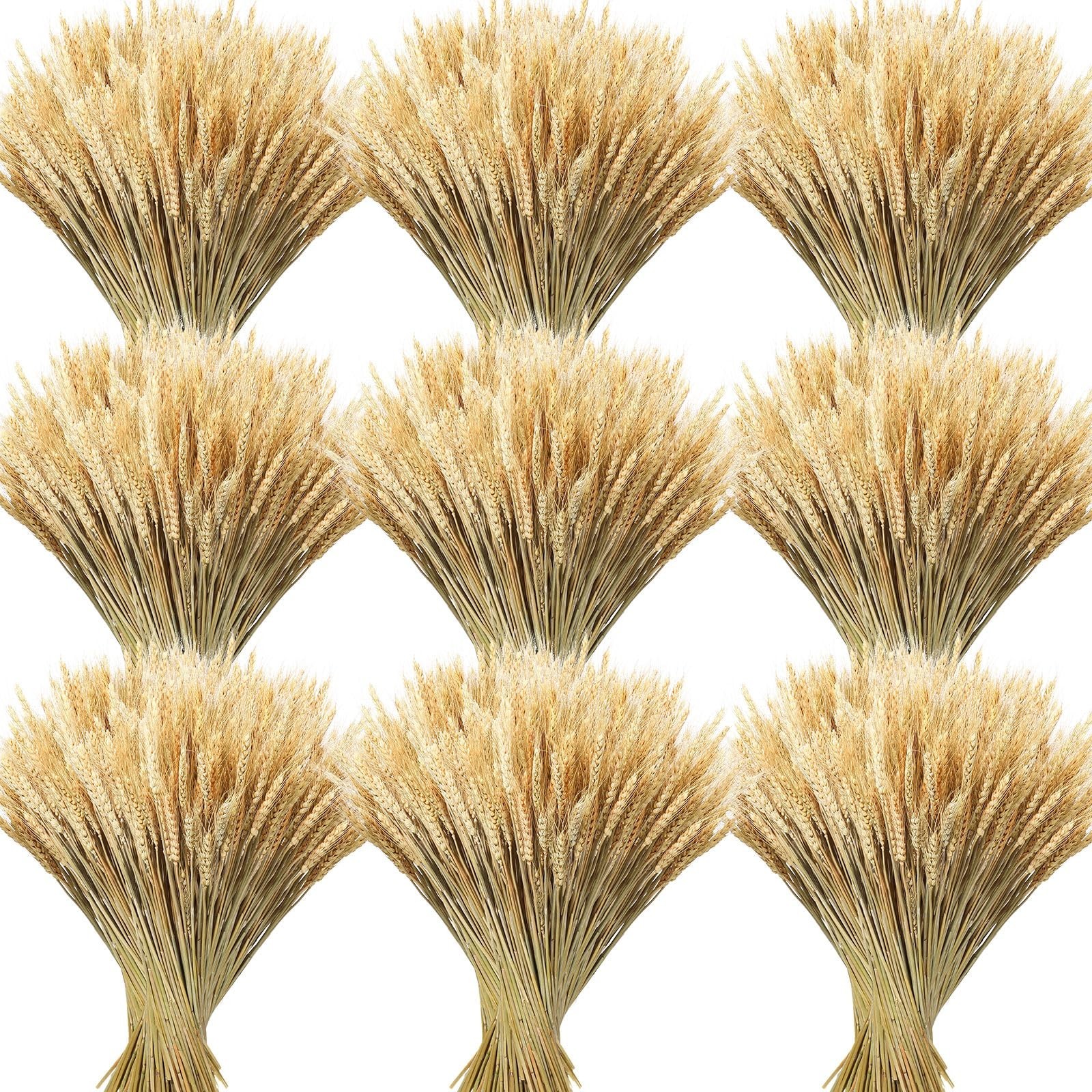 800 Dried Wheat Stalks Bundle – Natural Wheat Grass for DIY Decor, Centerpieces