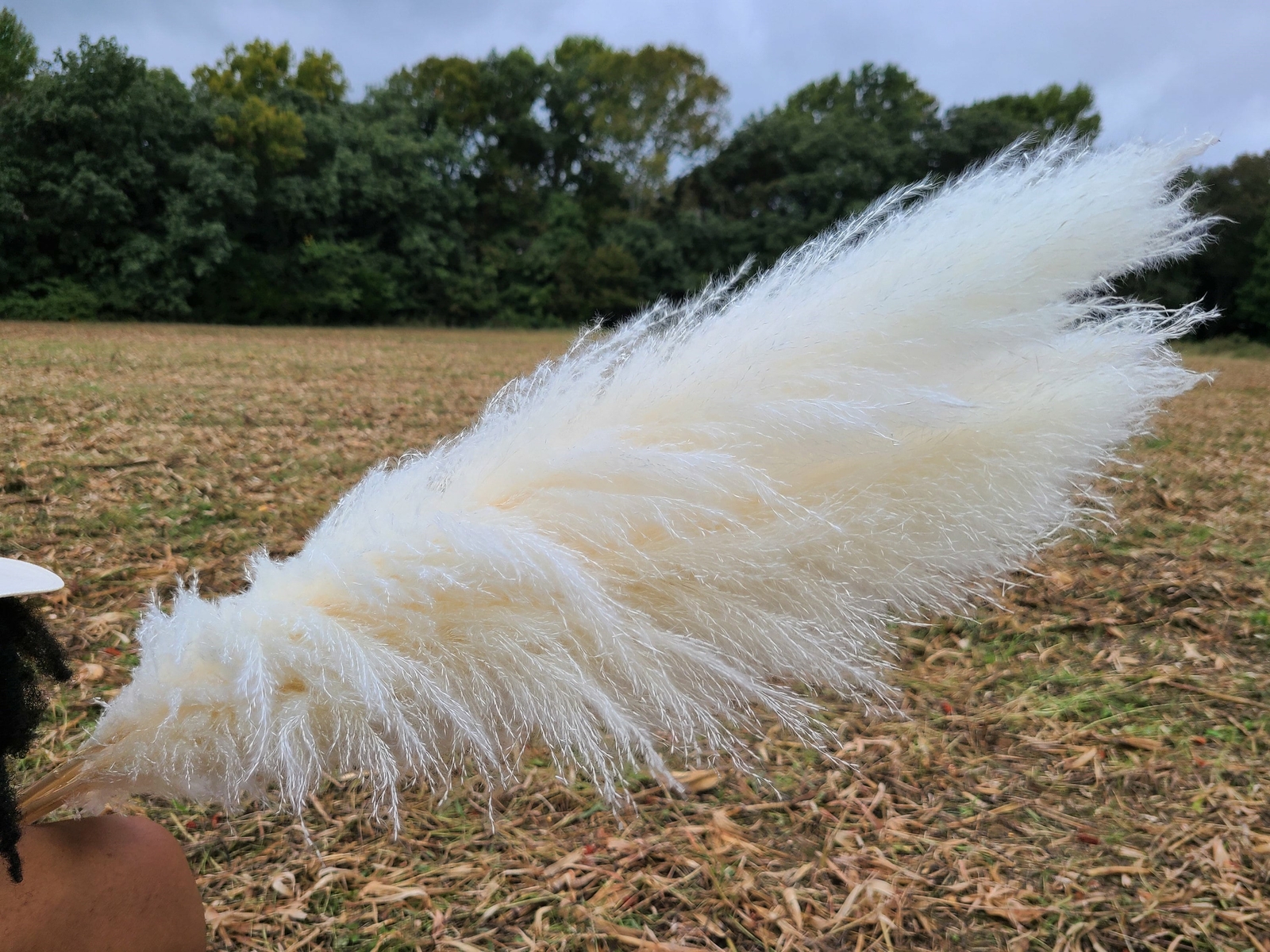 Extra Large Fluffy White Ivory Pampas Grass Jumbo