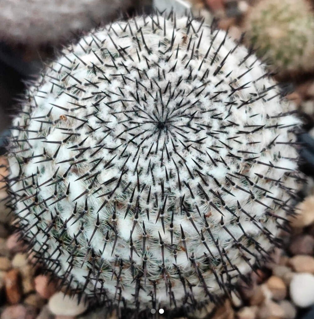 Mammillaria albata 10 SEEDS – Rare Cactus SEEDS