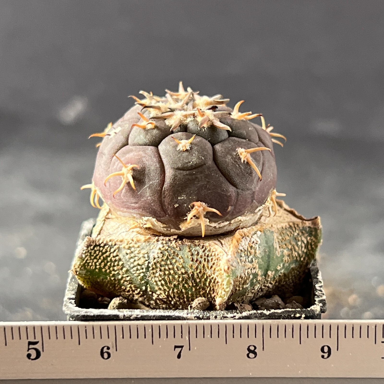 A3-1016. Gymnocalycium unguispinum SL44b, Puerta Tastil (Grafted)