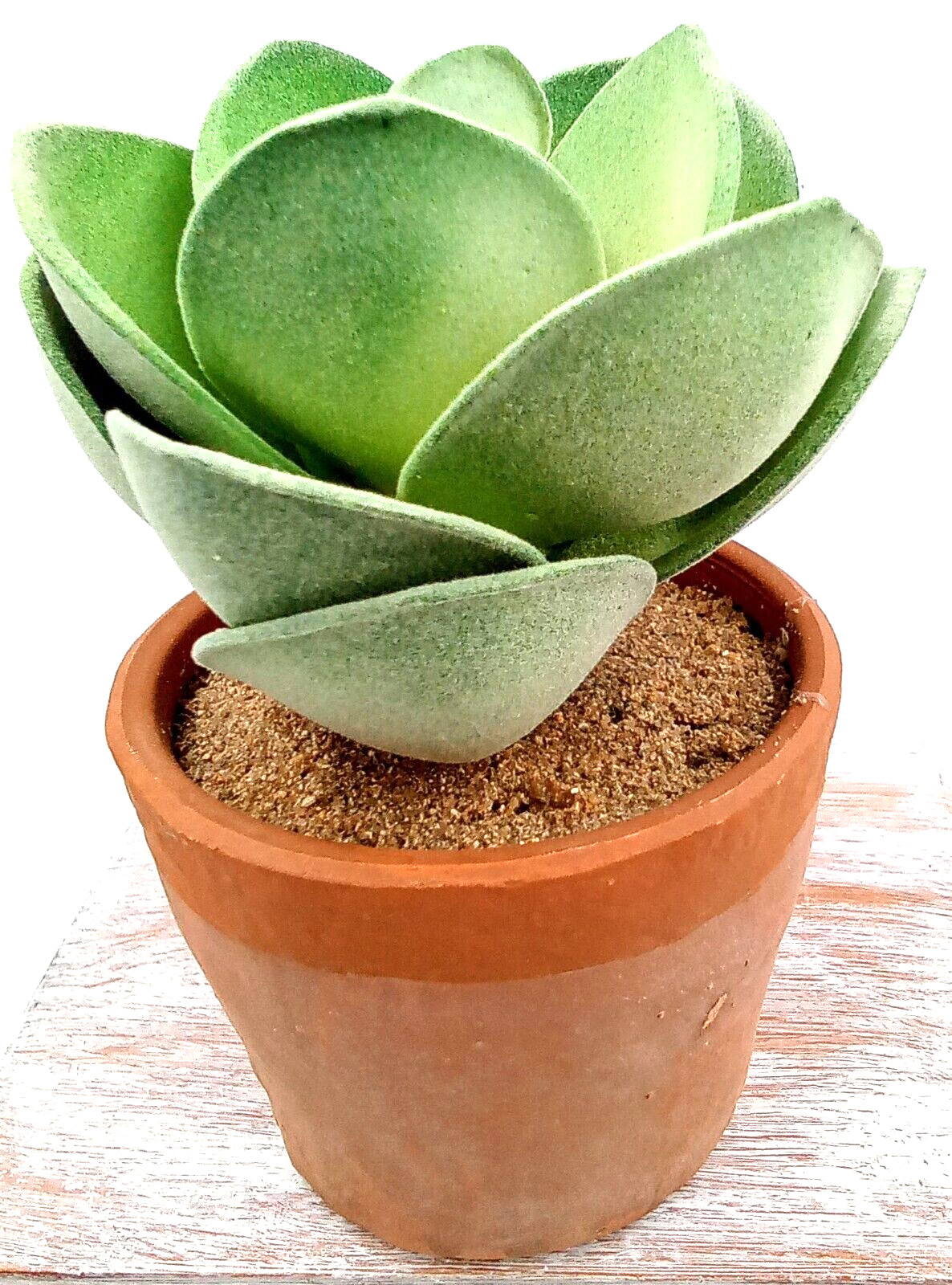 Succulent Clay Pot Planter Artificial Faux Dirt Foam Plastic Green Floral 5×2.5″