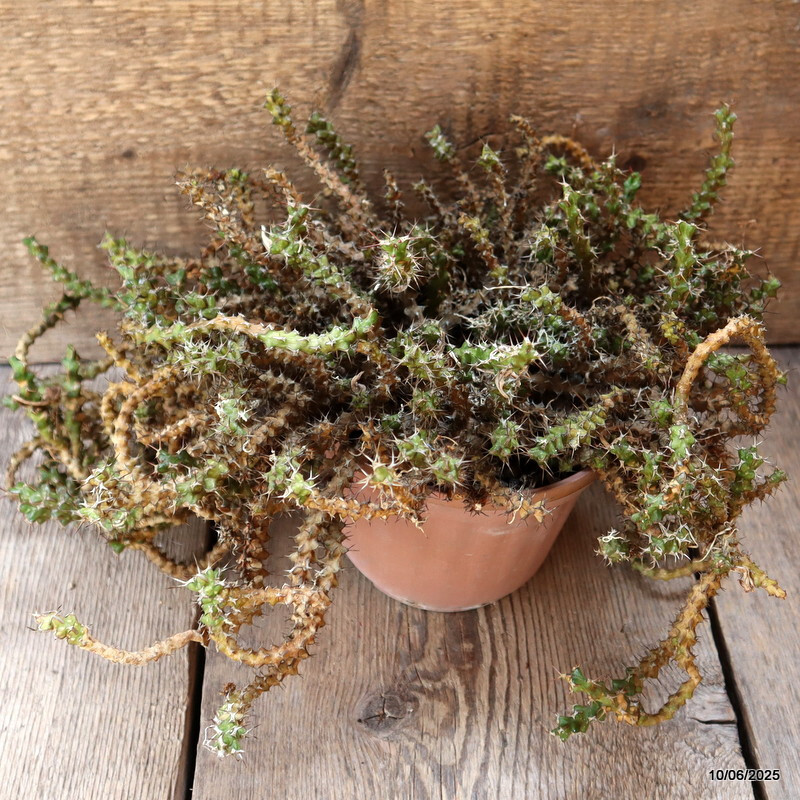 D4552 EUPHORBIA LENEWTONII pot16-H25-W40 cm MaMa Cactus