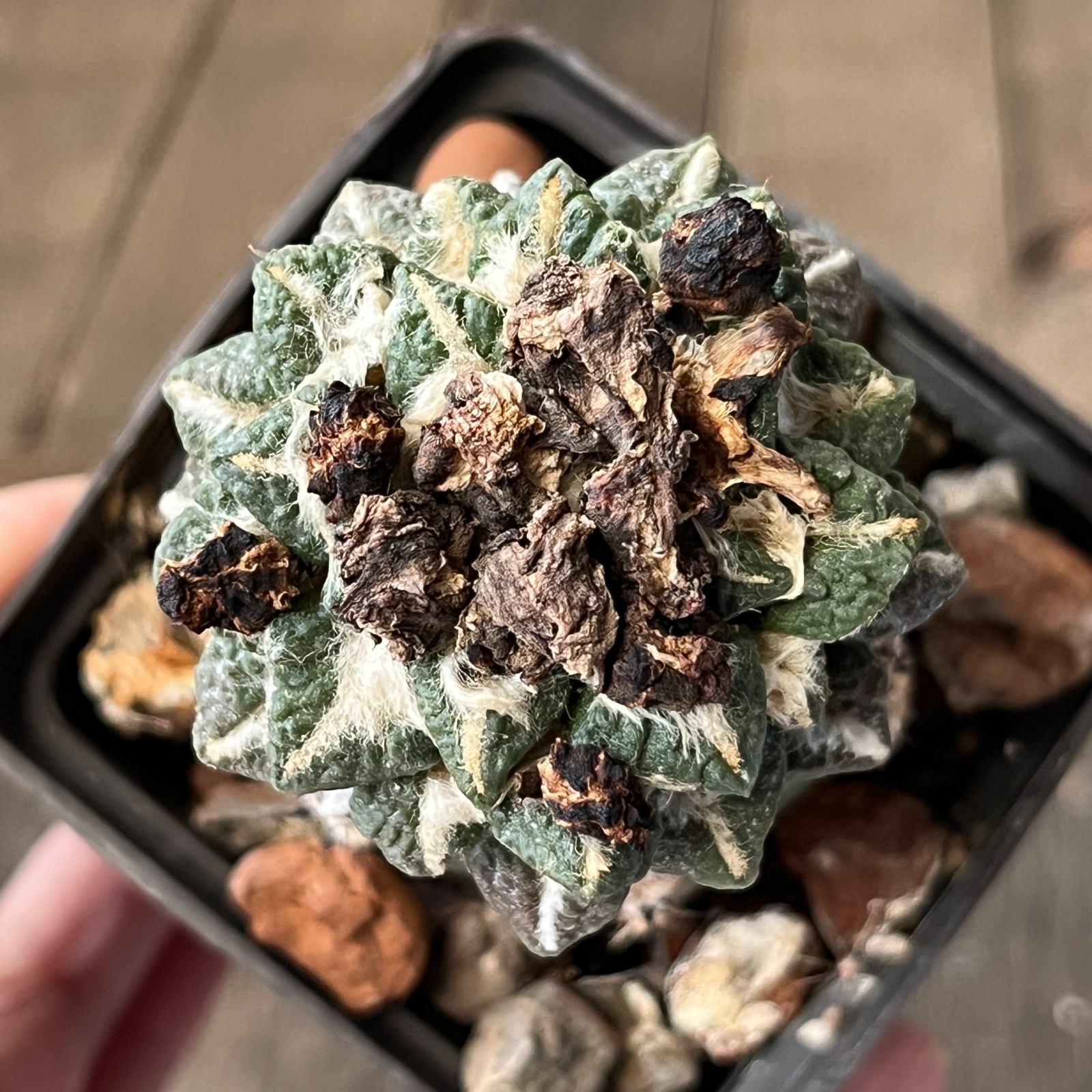 A22-638 Cactus hybr (agavoides x kotsch), grafted