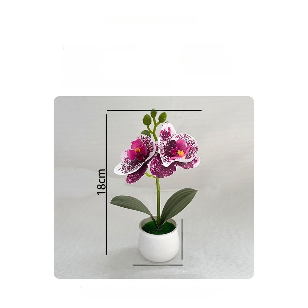 Phalaenopsis Orchid Potted Plant 11x11x18cm Plastic for For MINI Indoor Display
