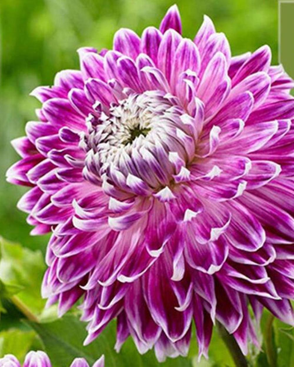 (10) DAHLIA SEEDS rare exotic flower blossom garden plant USA SELLER W/TRACK
