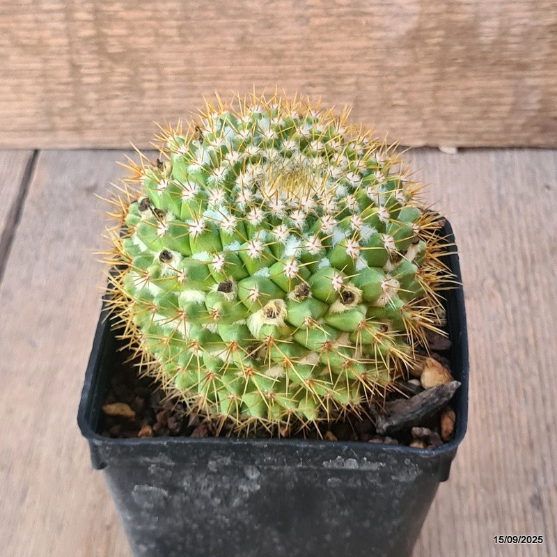 D6431 MAMMILLARIA MARKSIANA pot9-H8-W9 cm MaMa Cactus