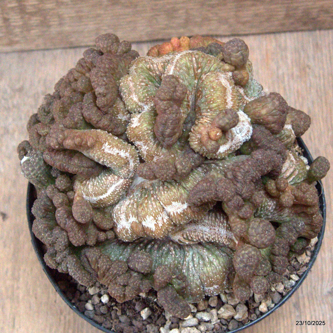 D7151 EUPHORBIA OBESA CRESTED OLD pot14-H13-W16 cm MaMa Cactus