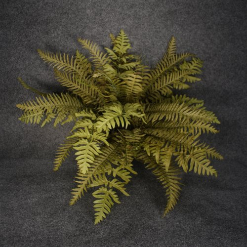 1 Piece Butterfly Boston Fern x36 Fronz 00300643