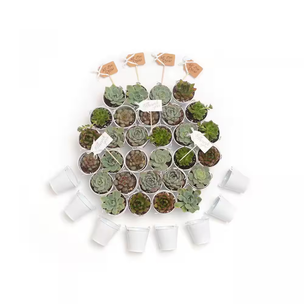 2 In. Wedding Event Rosette Succulents Plant with White Metal Pails and Let Love