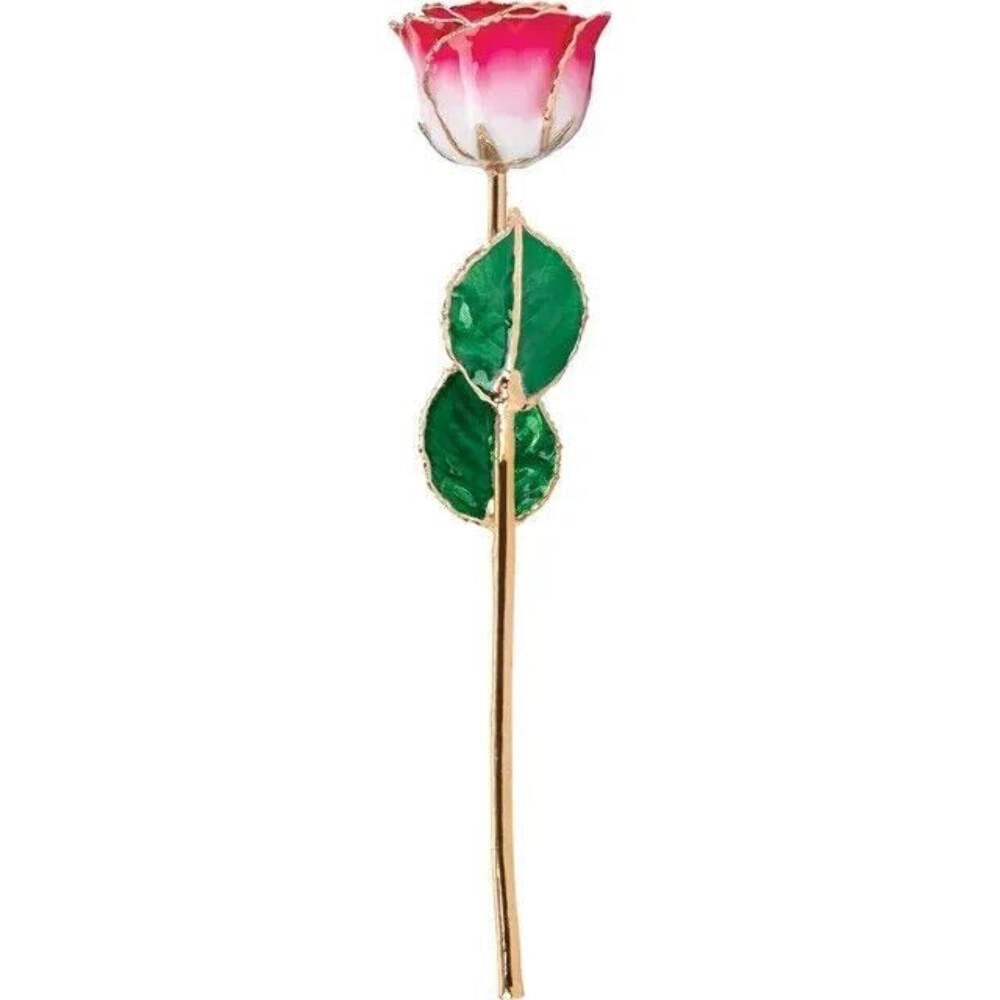 Real Semi Opened Lacquered Cream Red Colored Rose with 24k Gold Trim